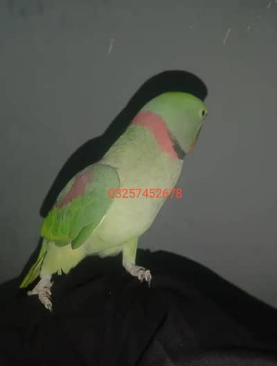 Kashmiri raw parrot for sale