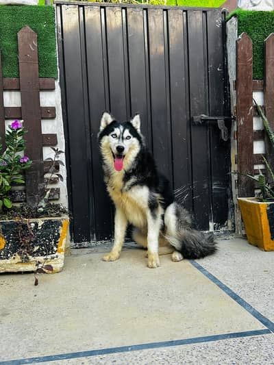 husky pedigree female