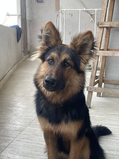 German shepherd pedigree long coat