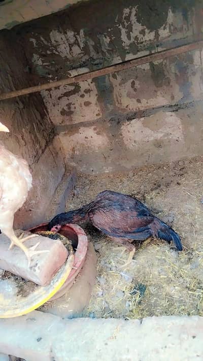 Aseel murgi for sale and exchange