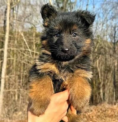 Long Coat Heavy Bone Structure