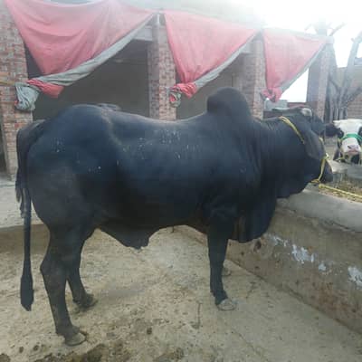 Qurbani Bulls
