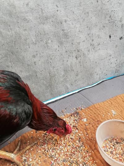 Mianwali Aseel Murga for sale