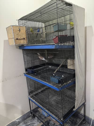 Astralian Parrots Or Khumra Full Breader Pair