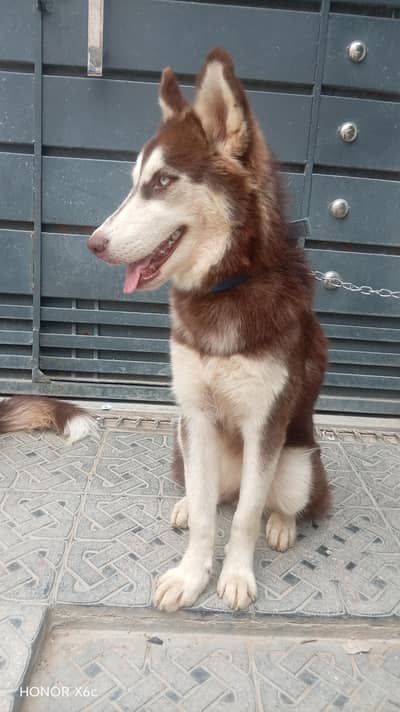 siberian husky 1 year female