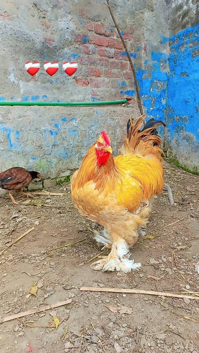 Golden Heavy buff sale age 8 month