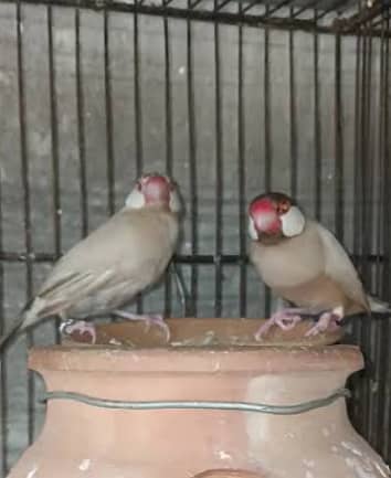 Fawn jawa female required