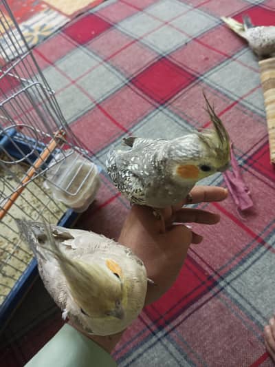 cocktail pair (ready to breed)