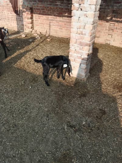 nasli bakri aka bachy