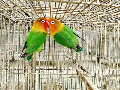 Parblue Opaline Green Blue Fisher Lovebird Pathay Dunfallow Palefalko