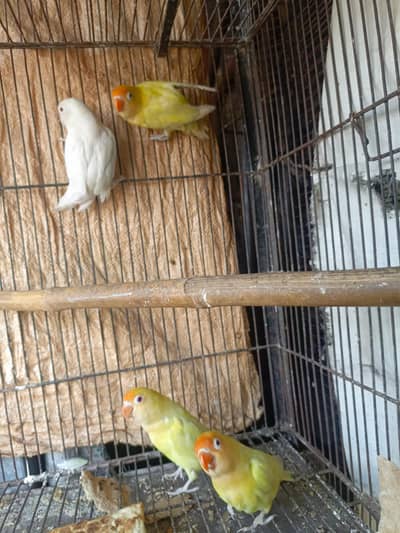 Love birds pair
