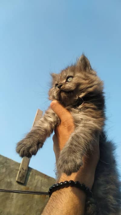 2 Months Old Persian Kittens for Sale – Black Female & Cream Male
