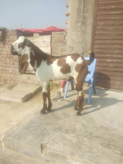 qurbani ka Bakra For sell
