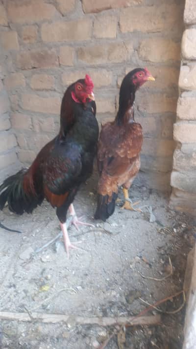Mianwali aseel pair