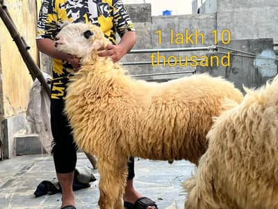 Mundra urgent for sale what's up number 0305 7740975