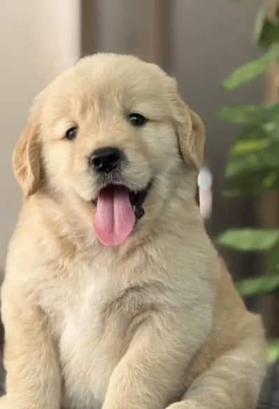 gold retriever 03111968618