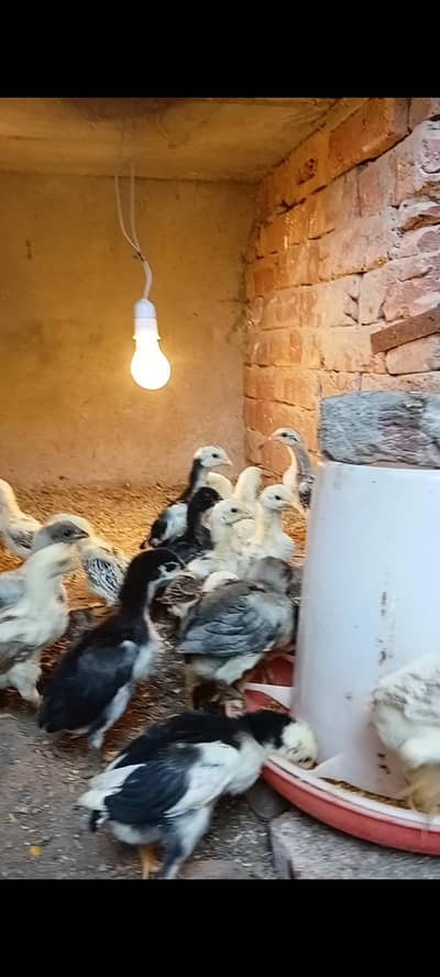 shamo and thai chicks available  0/3/48/17/48/979