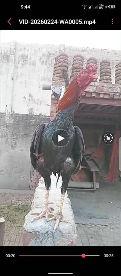 WhatsApp 0322. . 96. . 84. . 044