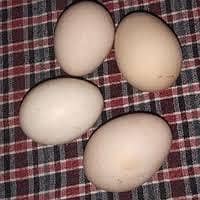 Desi Eggs