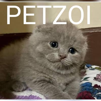 Scottish fold kitten