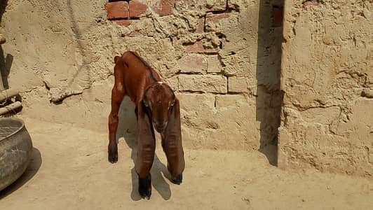 Beetal Nagra Quality Male Goat kid for sale
