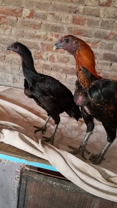 pure Thai dragon. breeder pair for sale