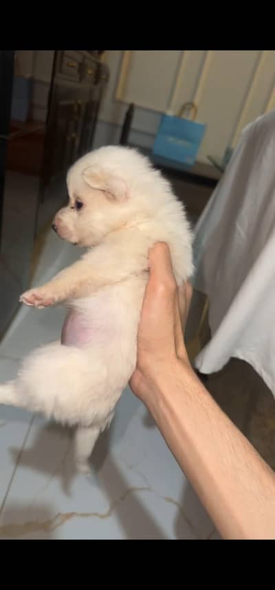 Female 35 days puppy for sale