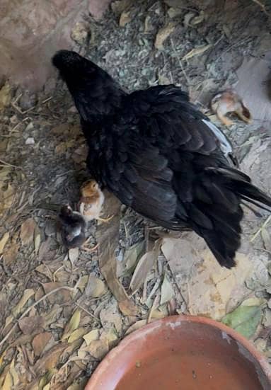 pure mianwali chicks avalible for sale 11 chicks avalible