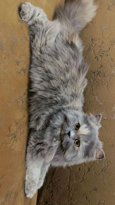 urgent sale triple coated female cat serious buyer rabta kara