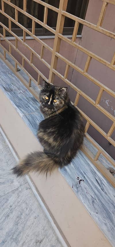 female Kitten | Persian Kitten | Triple Coated Kittens / Cat For Sale