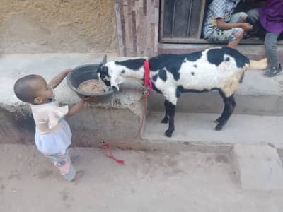 full health he sub Kuch khata he