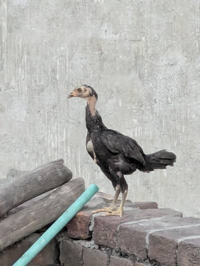 Aseel chicks available