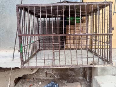 cage for sale location kasoor 03291407414