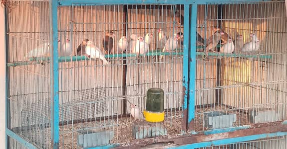 Java Finches Grey, White, Albino