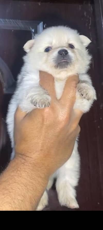 Pomeranian male puppies