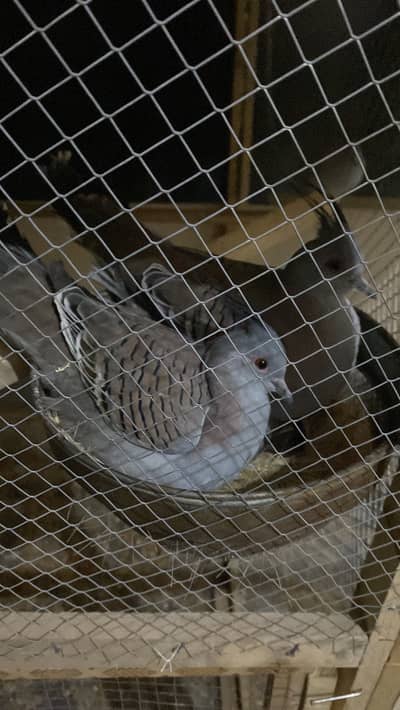 Crusted Dove Breeder Pair