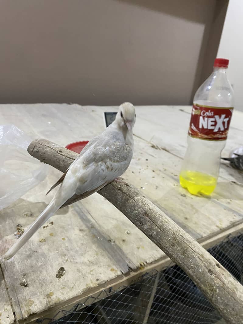 Fawn Java Breeder Pair 2