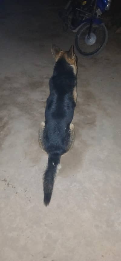 Gardian dog for sale