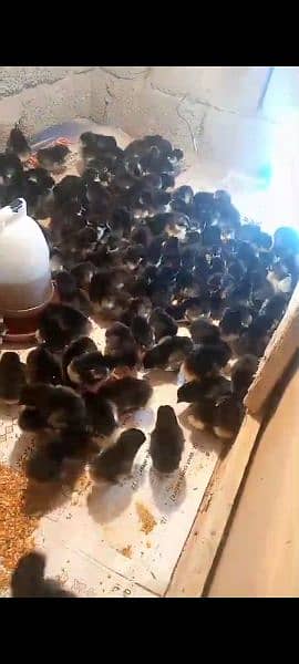 Australorp chicks. 8 days . vaccinated.