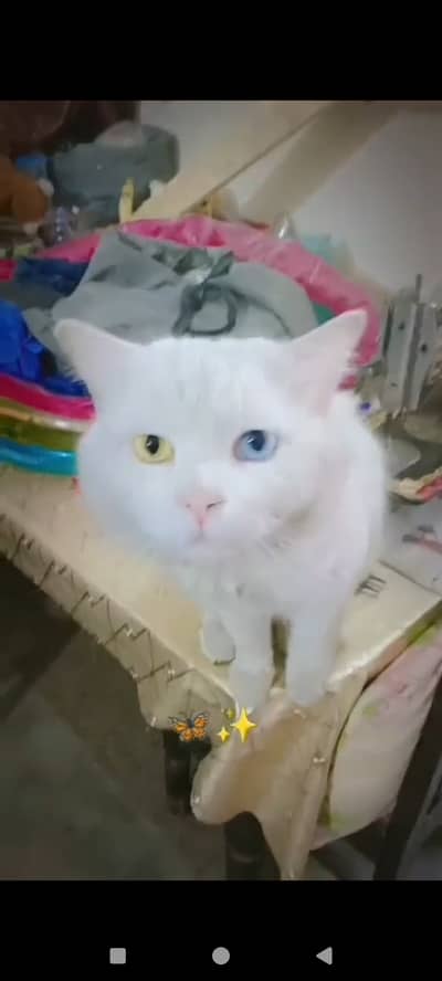 Odd eyes male for sale