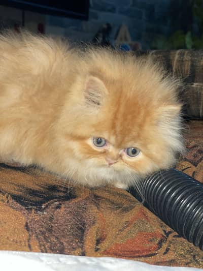 Brown Punch Face male kitten