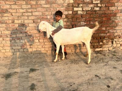 3 month pregnant Rajan puri Bakri