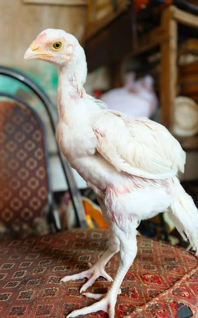 Aseel heera paper white chicks