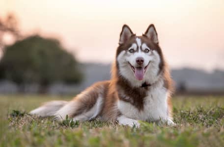 Husky male