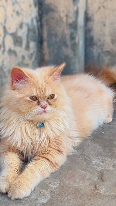 Persian cat brown colour