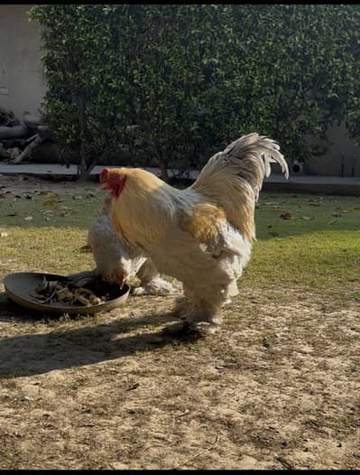 Isabel Brahma Eggs UK Bloodline