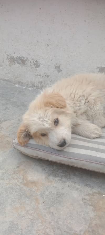 khubsurat aur siyat Mand 4 mah ka pista nasl dog