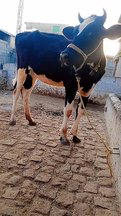 Arjint sale frezan wachi  whatsap 03131777244