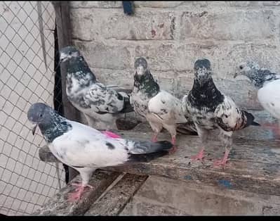 bachy fore sale 03246590010