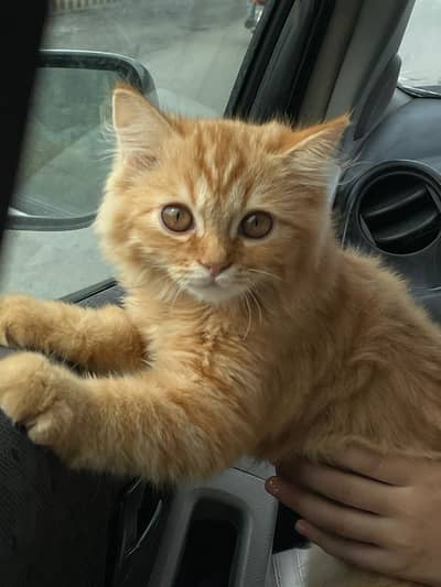 cute russian playful cat